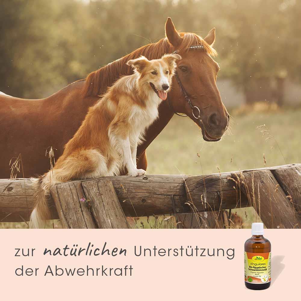 Flasche, Hund, Haustier, Bier, Pferd