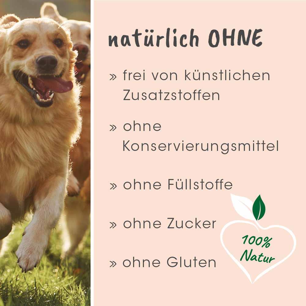 Hund, Golden Retriever, Säugetier, Haustier
